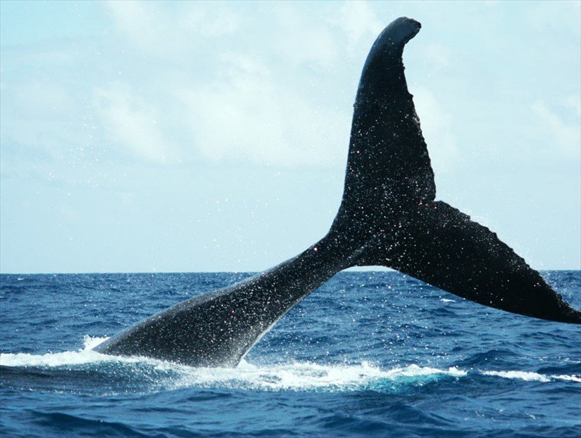 Whale Watching Tour in Samana Bay Dominican Republic.