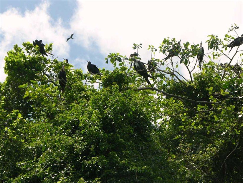 Haitises National Park Tour & Excursion in Samana Dominican Republic.