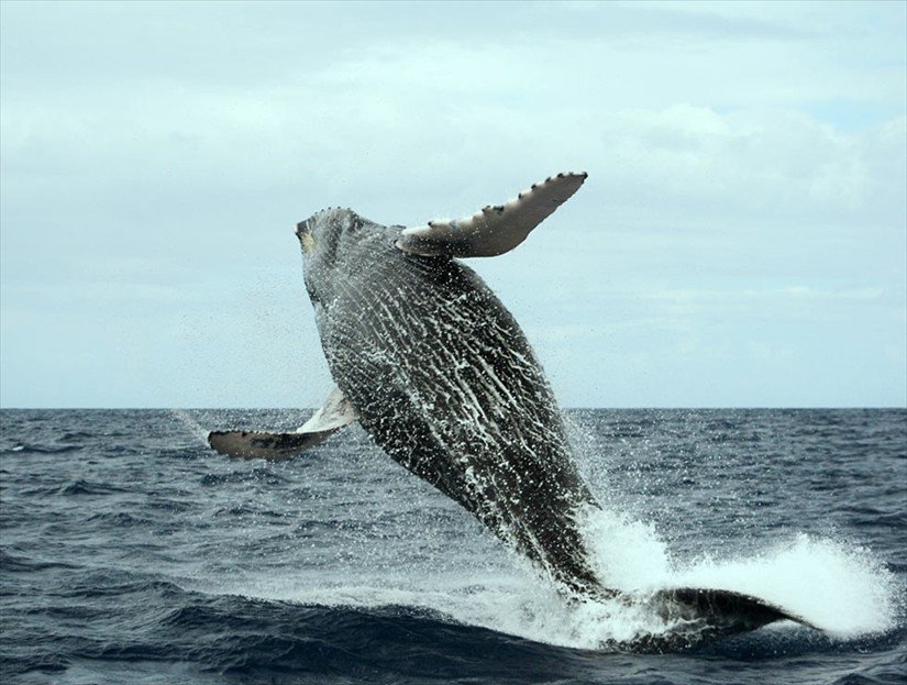 Samana Dominican Republic Whale Watching Tours.