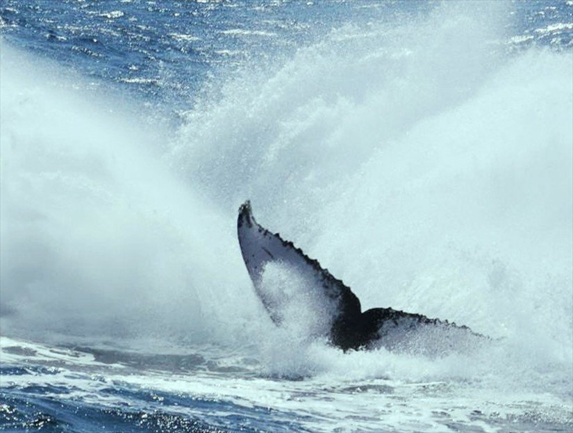 Humpback Whale Watching Tour in Samana Bay, DR.