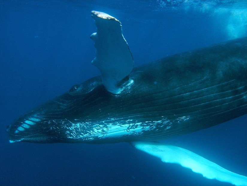 Humpback Whale Watching Tours in Samana.