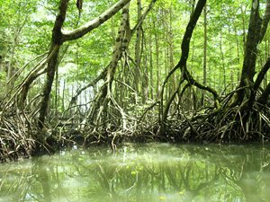 Los Haitises National Park Tour in Samana Bay. Mangroves and Cave Tour in Samana.