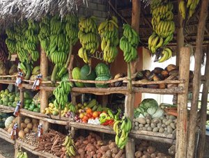 Safari Excursions & Tours in Samana Peninsula Dominican Republic.