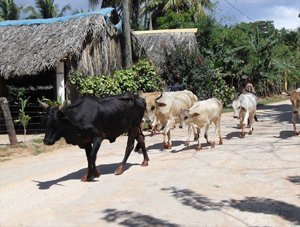 Safari Excursions & Tours in Samana Peninsula Dominican Republic.