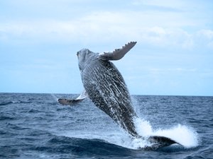 Whale Watching Tours in Samana Bay.